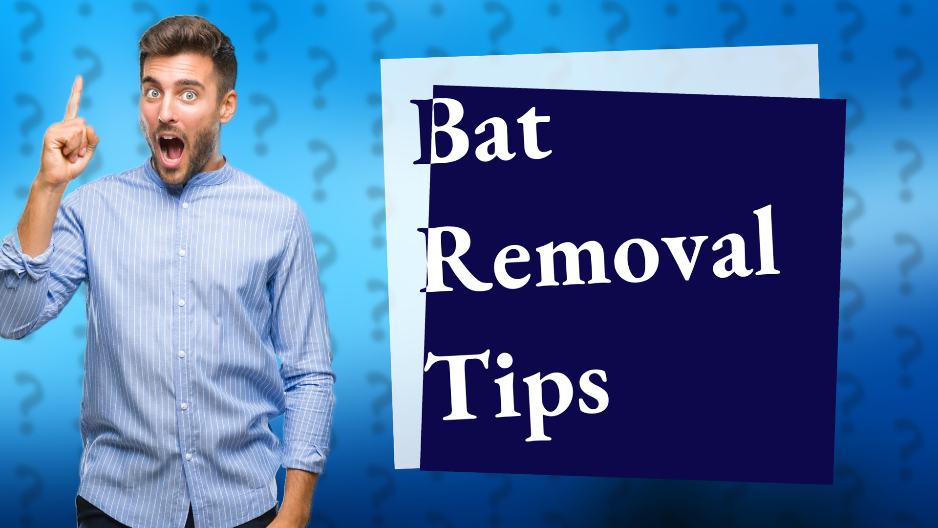 Bat Removal Tips