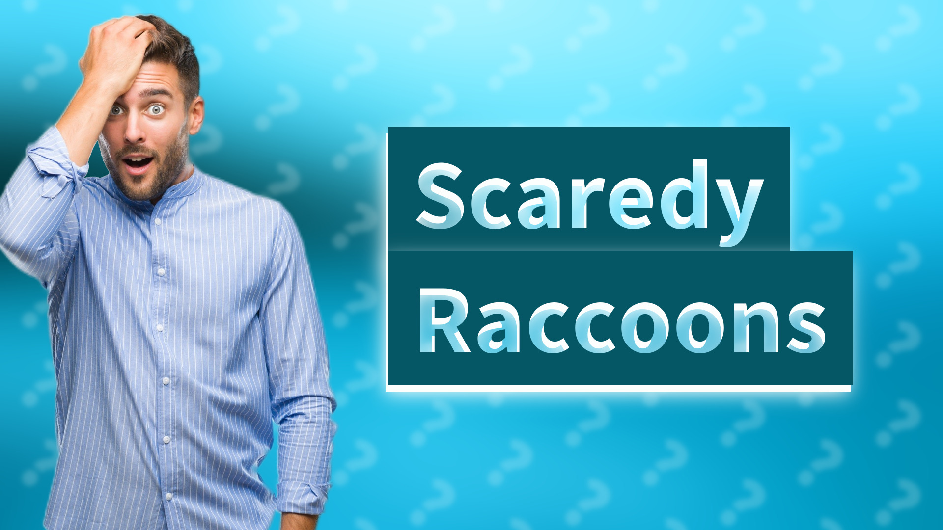Scaredy Raccoons