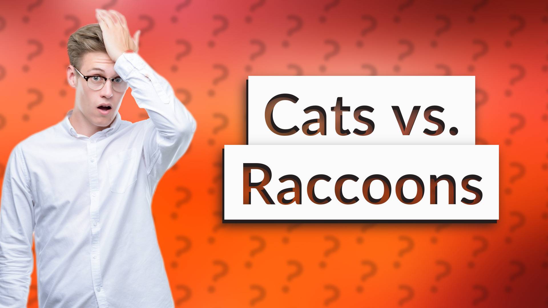 Cats vs. Raccoons