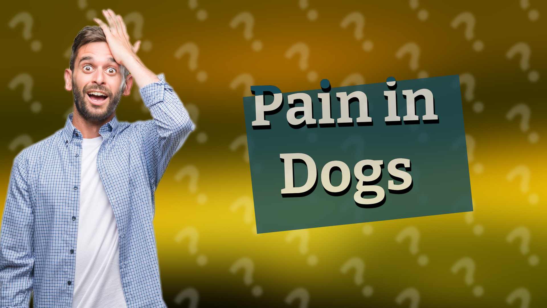 Pain in Dogs