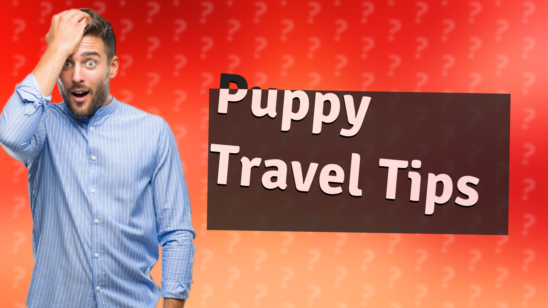 Puppy Travel Tips