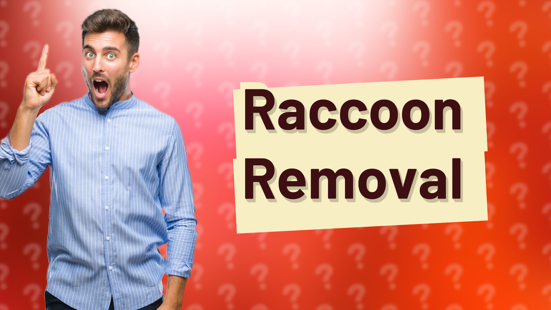 Raccoon Removal