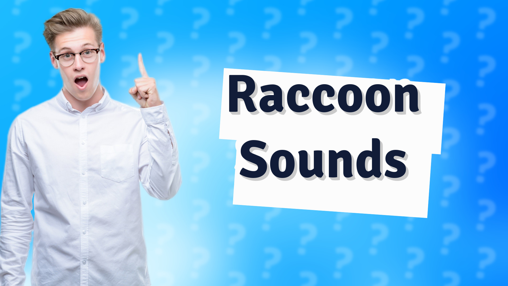 Raccoon Sounds