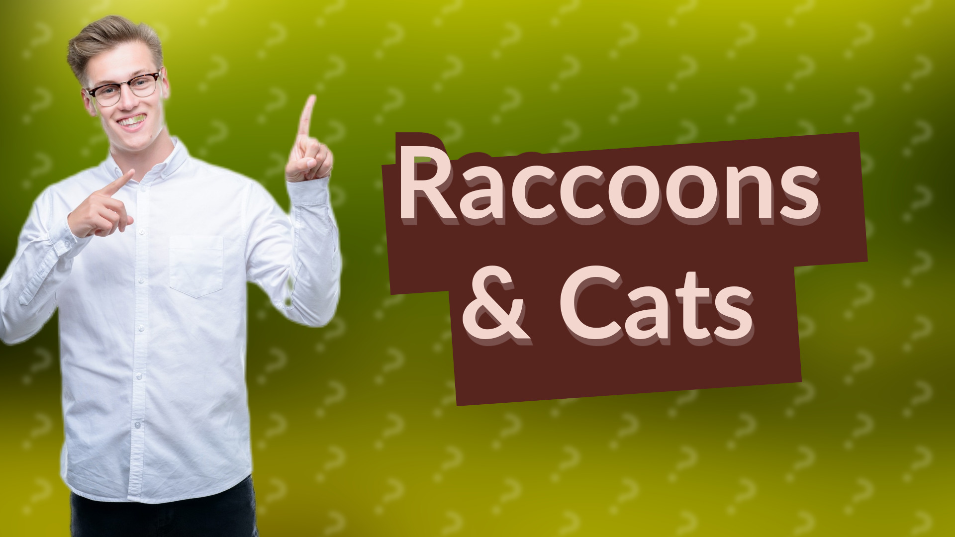 Raccoons & Cats