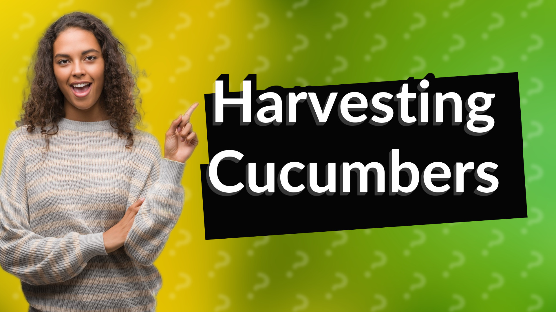 Harvesting Cucumbers