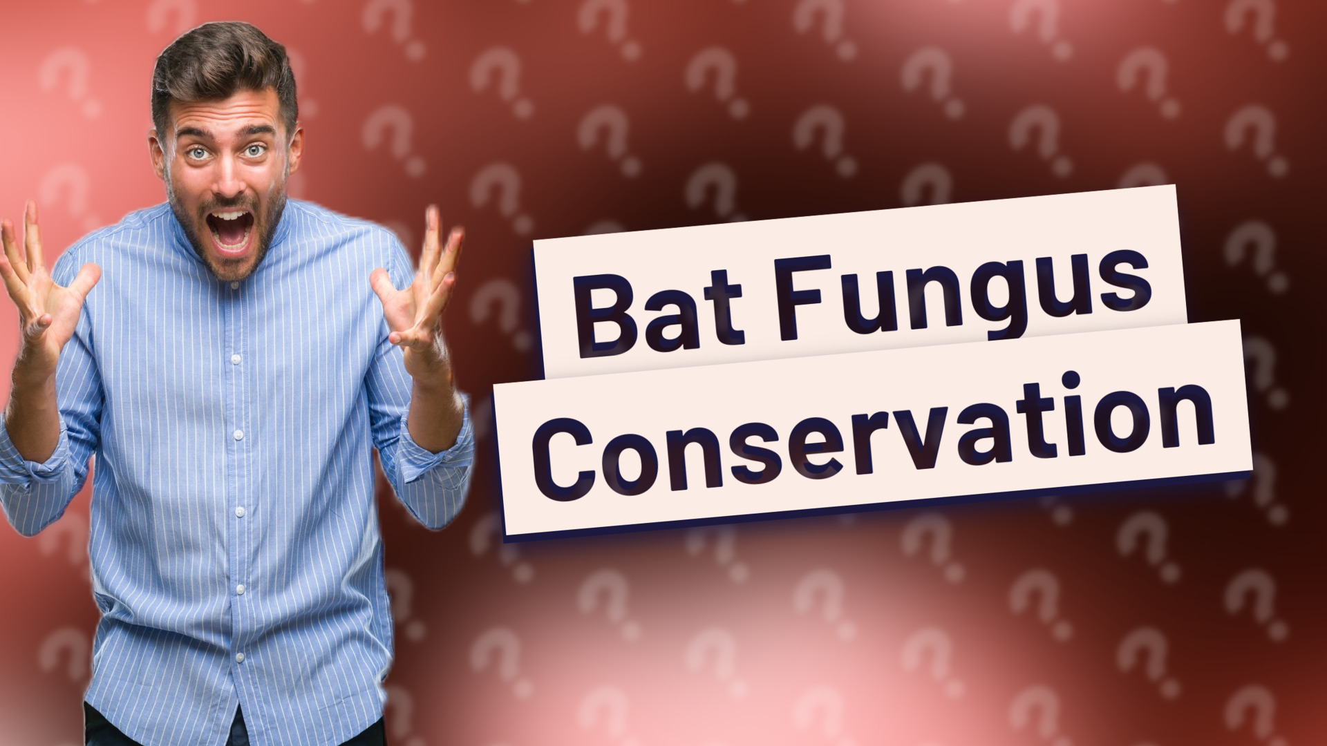 Bat Fungus Conservation