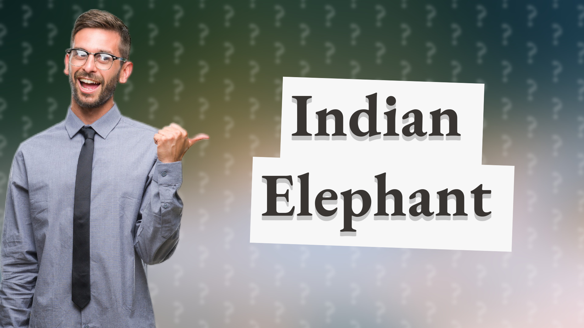 Indian Elephant