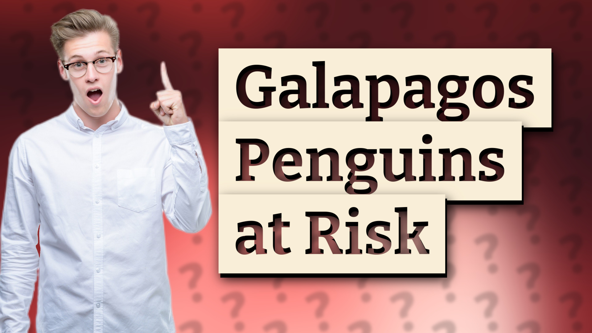 Galapagos Penguins at Risk
