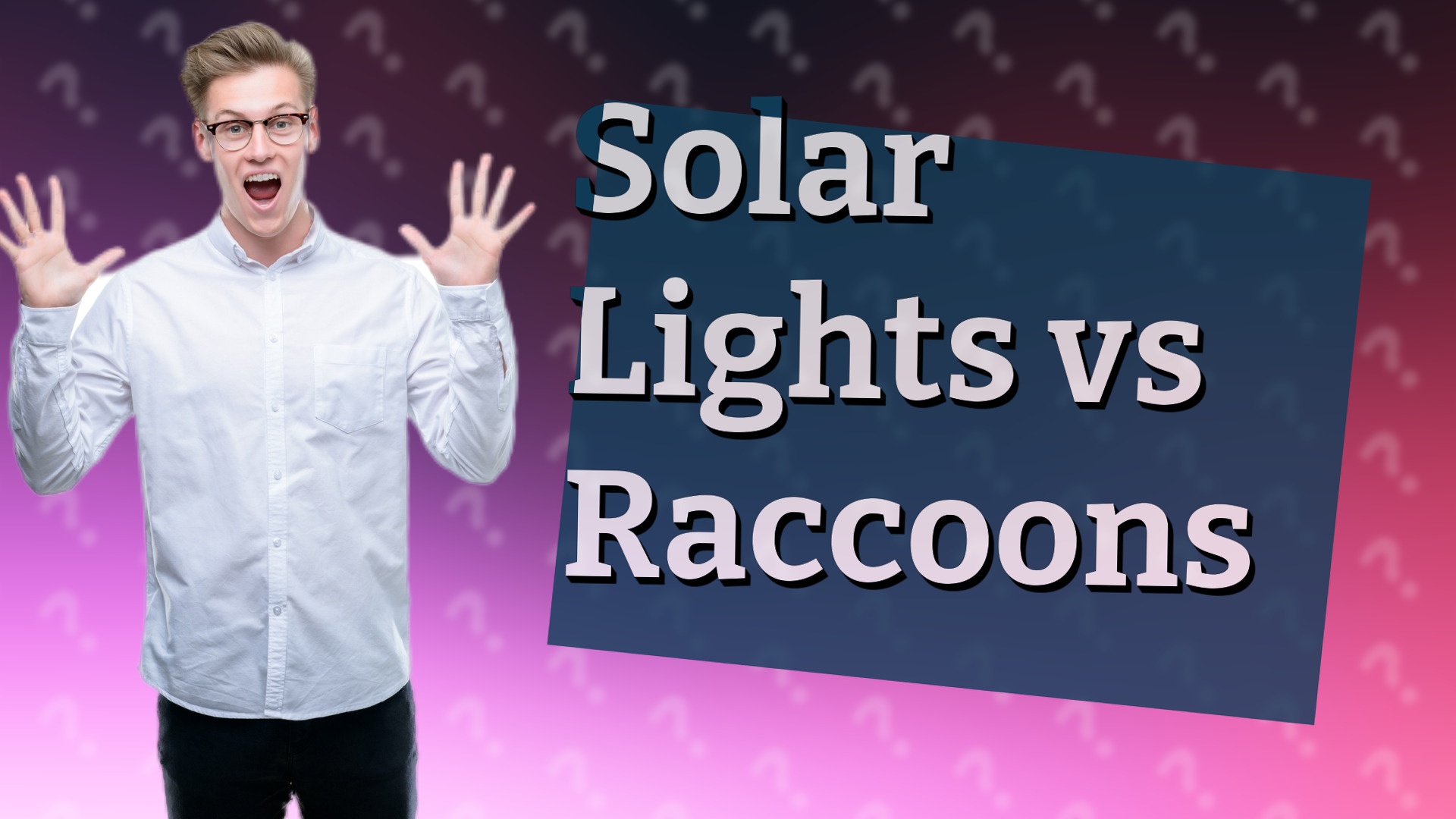 Solar Lights vs Raccoons