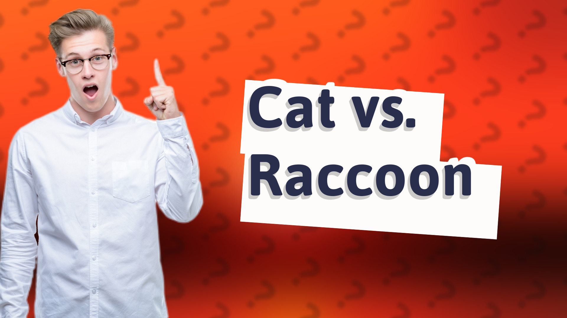 Cat vs. Raccoon
