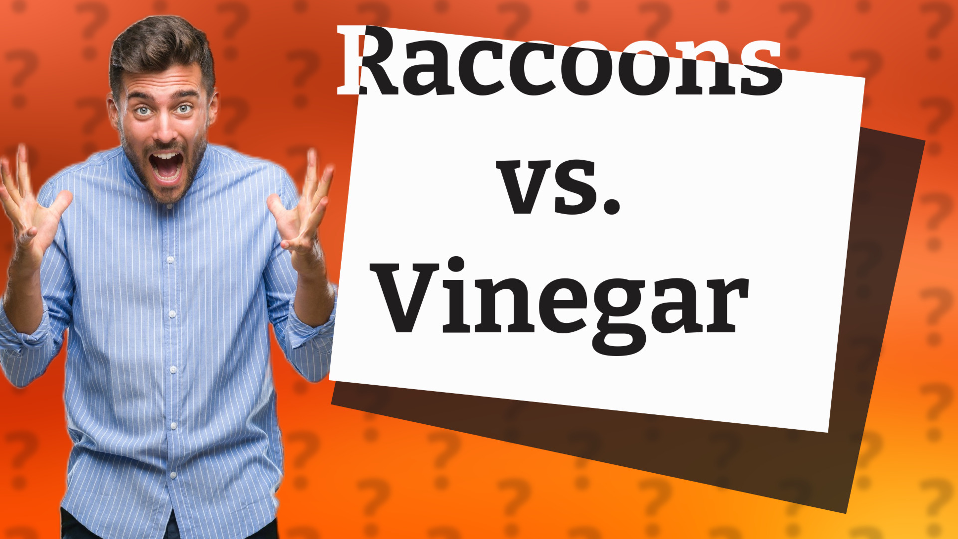Raccoons vs. Vinegar