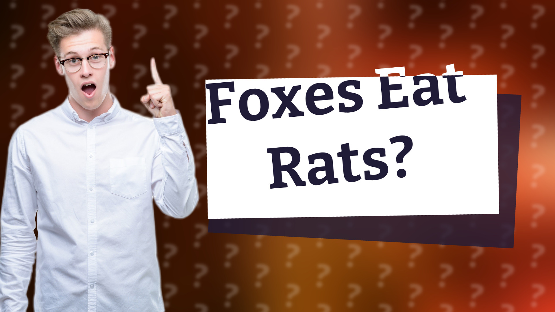 Foxes Eat Rats?