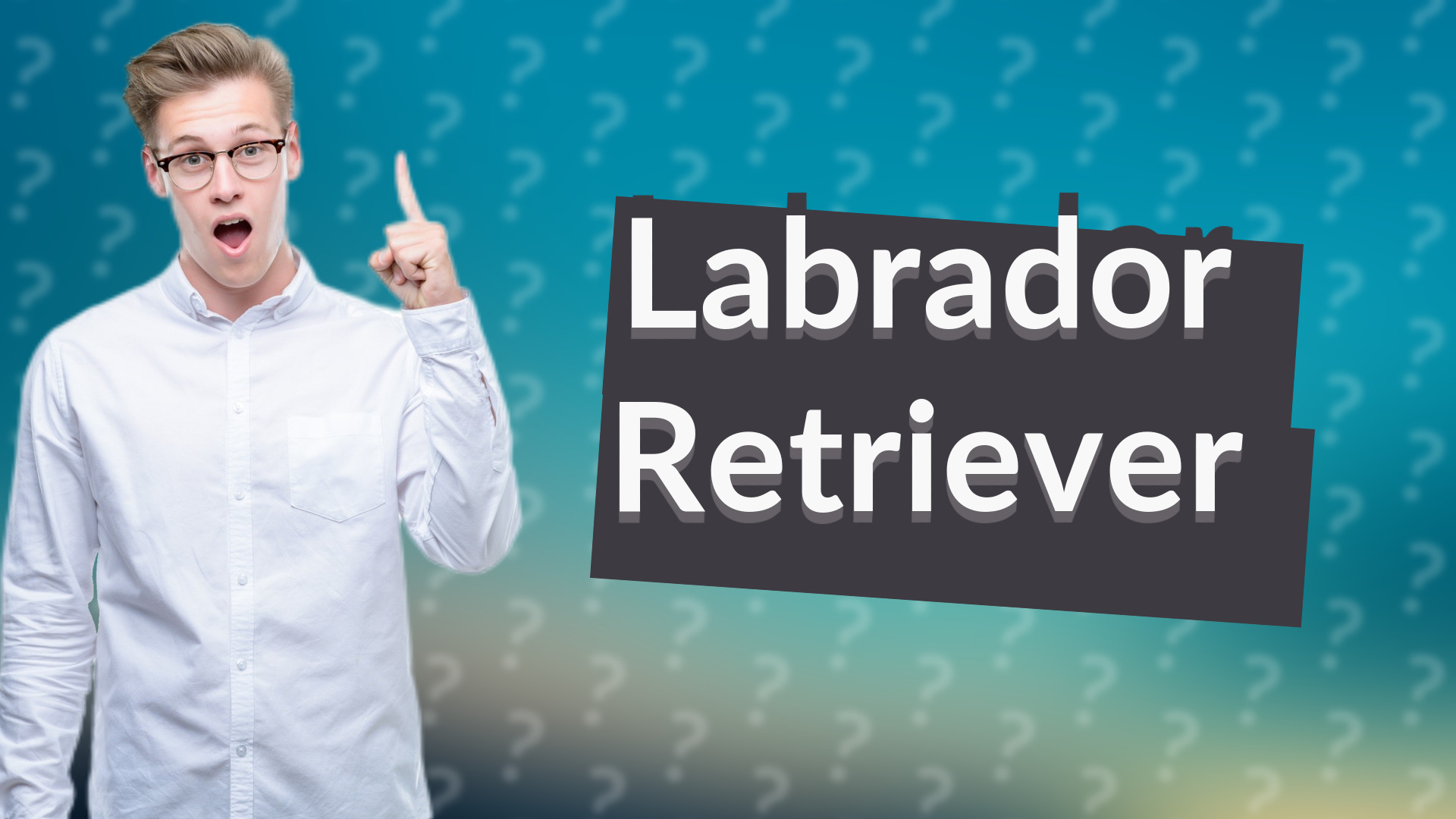 Labrador Retriever