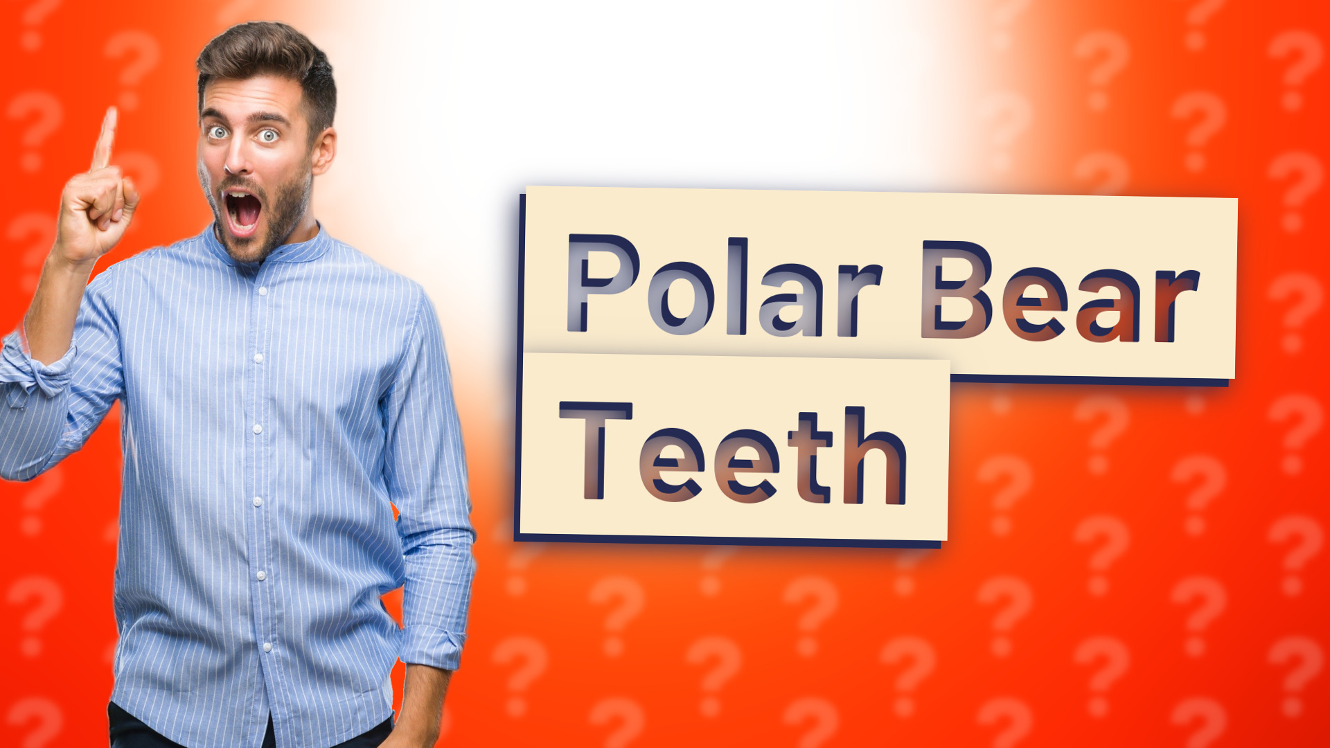 Polar Bear Teeth