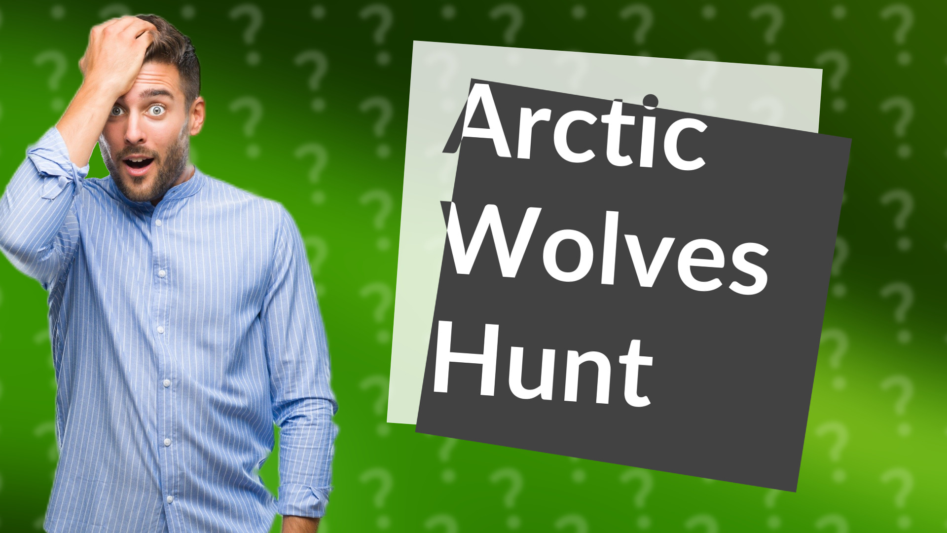 Arctic Wolves Hunt