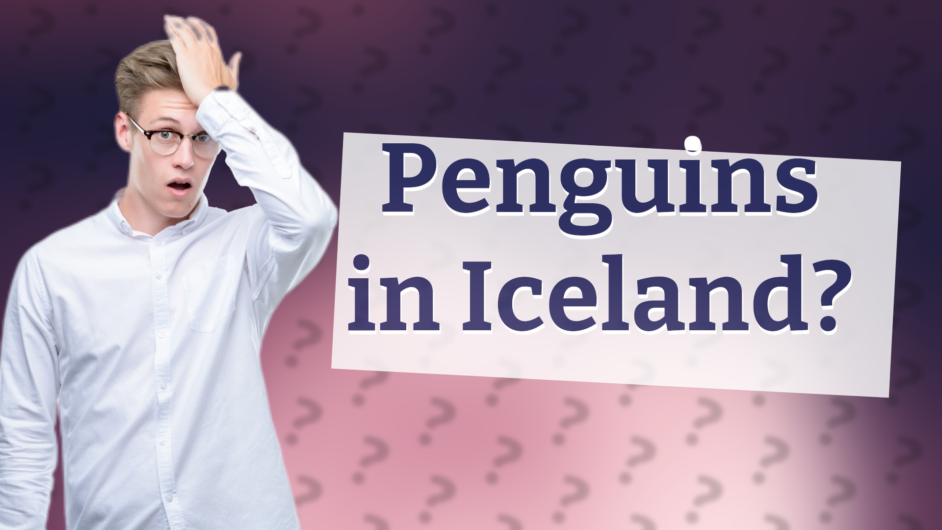 Penguins in Iceland?
