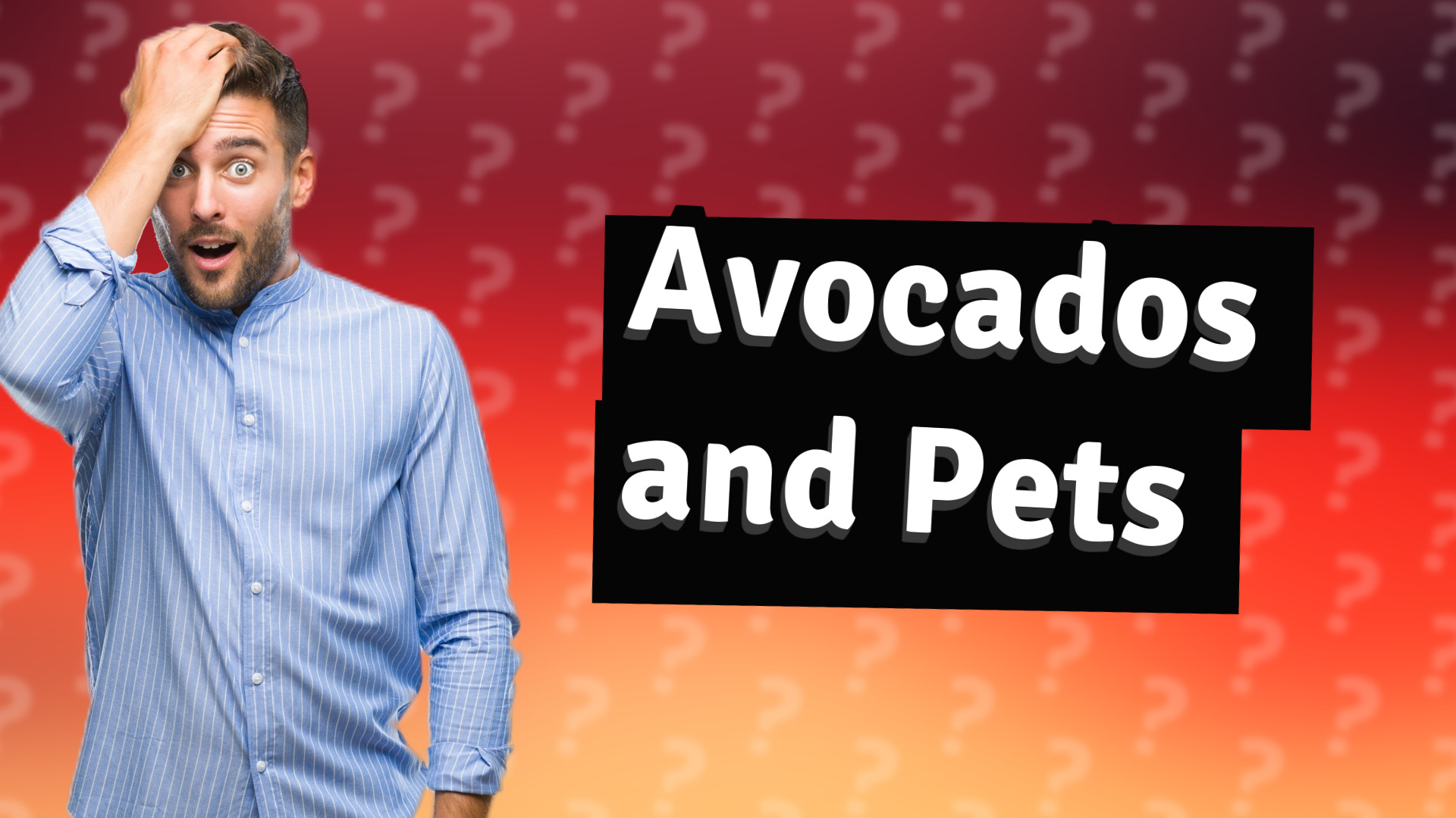 Avocados and Pets