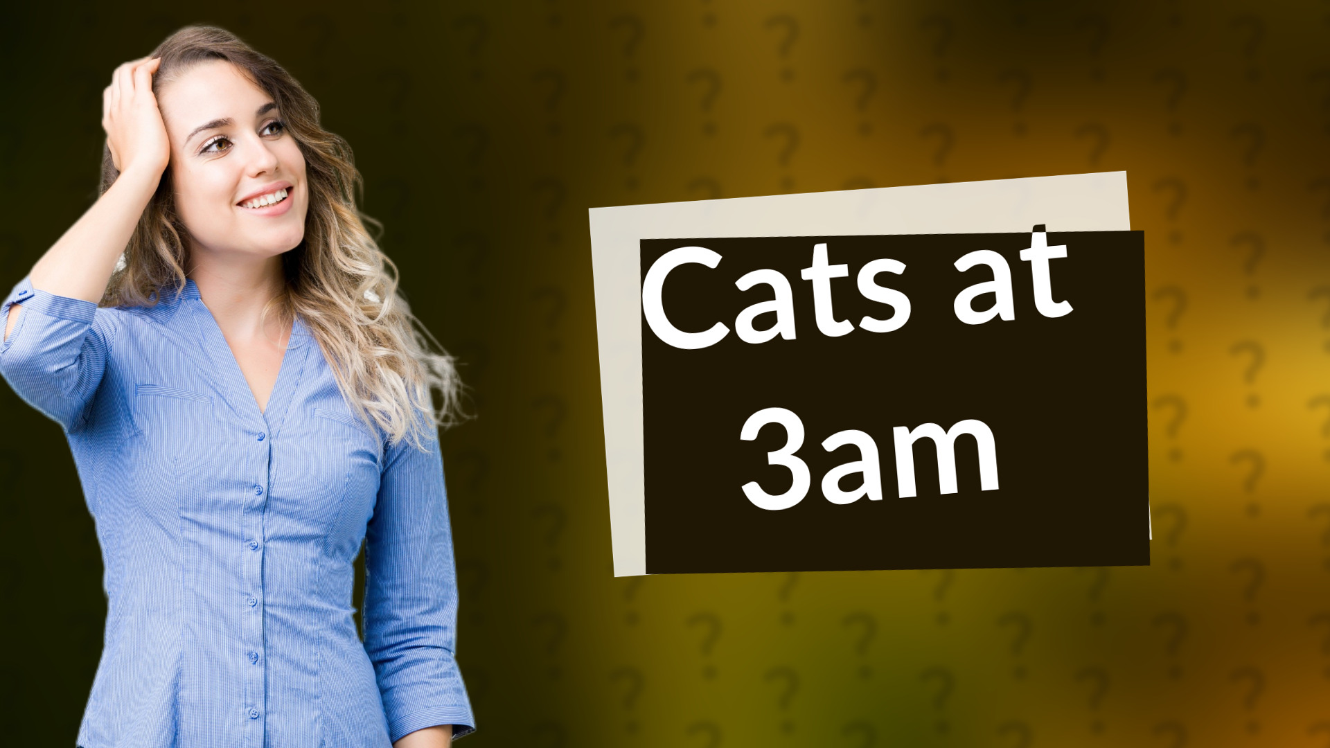 Cats at 3am