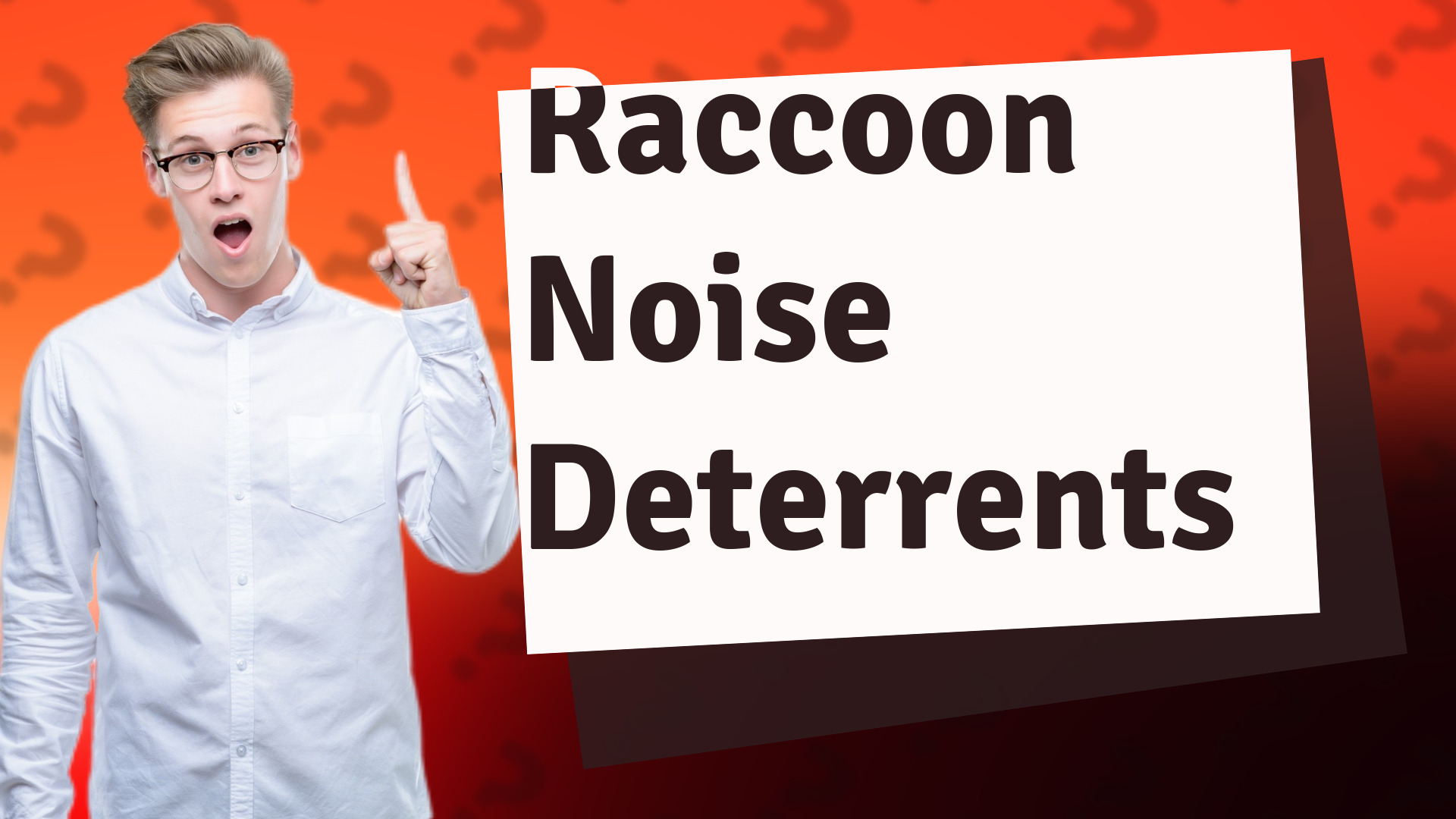Raccoon Noise Deterrents