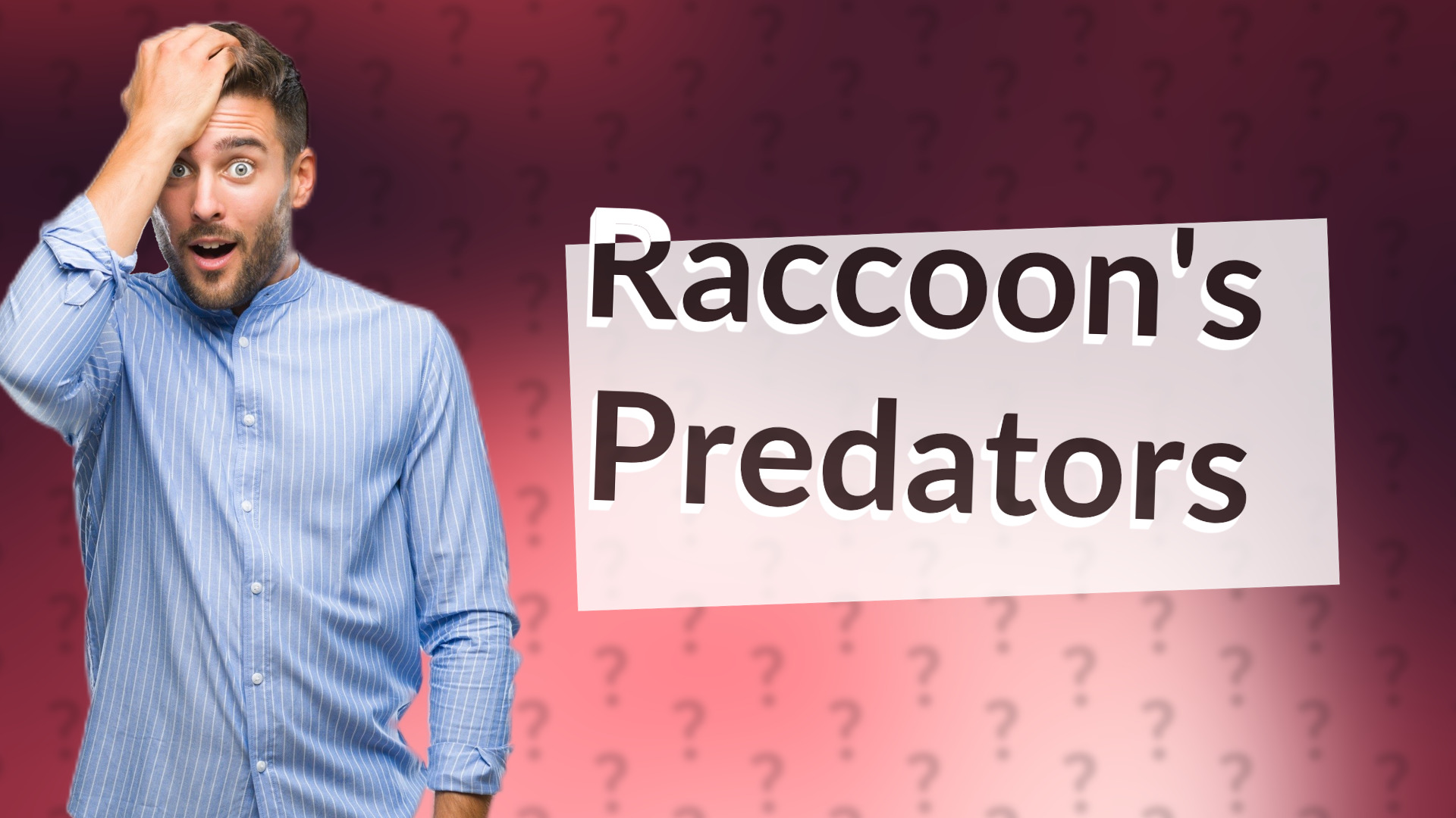 Raccoon's Predators