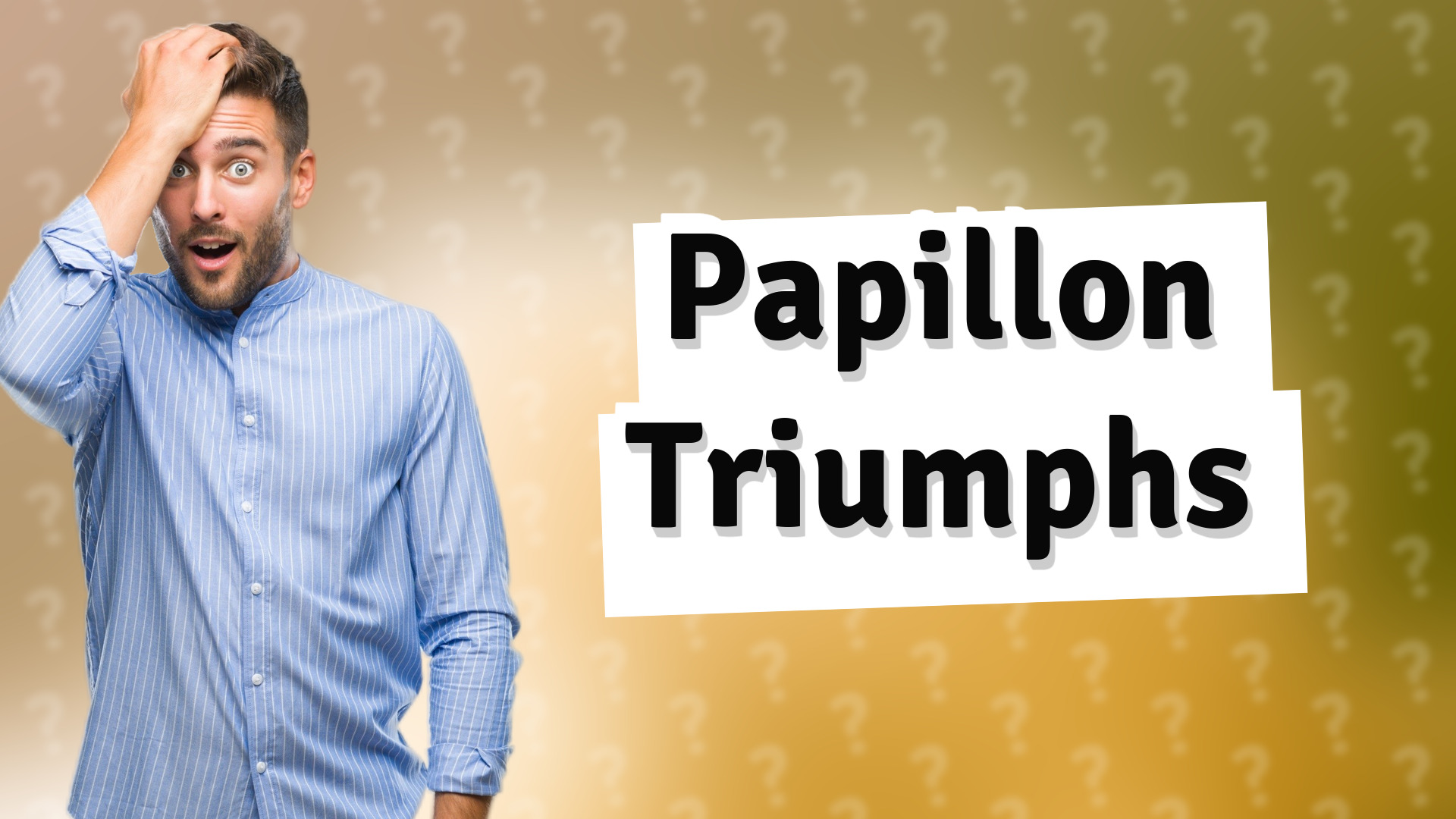 Papillon Triumphs