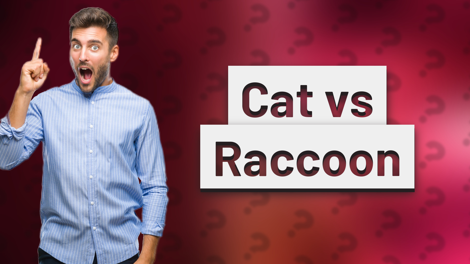 Cat vs Raccoon
