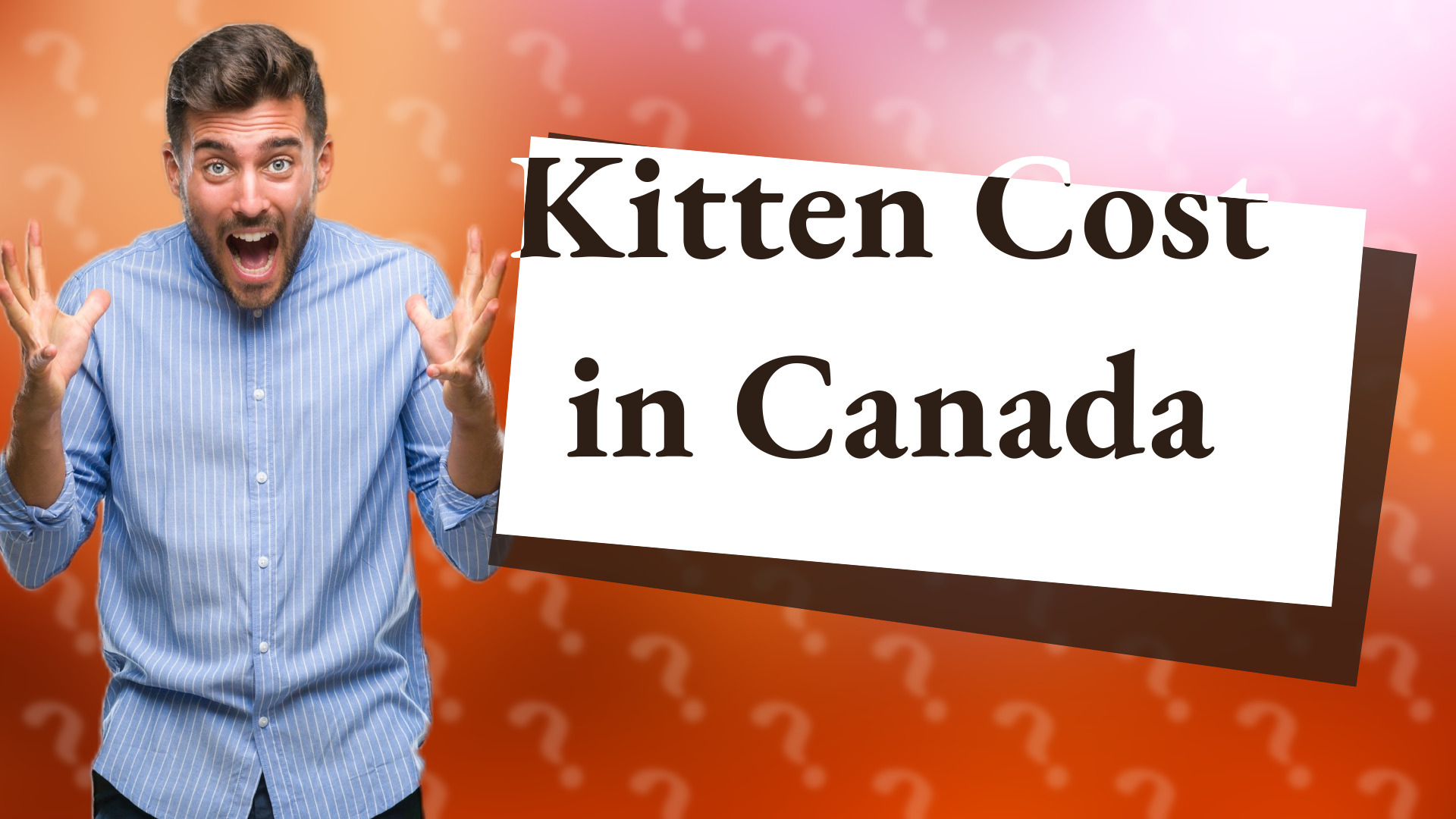 Kitten Cost in Canada