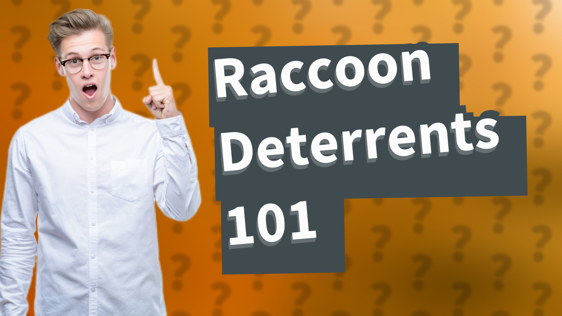Raccoon Deterrents 101