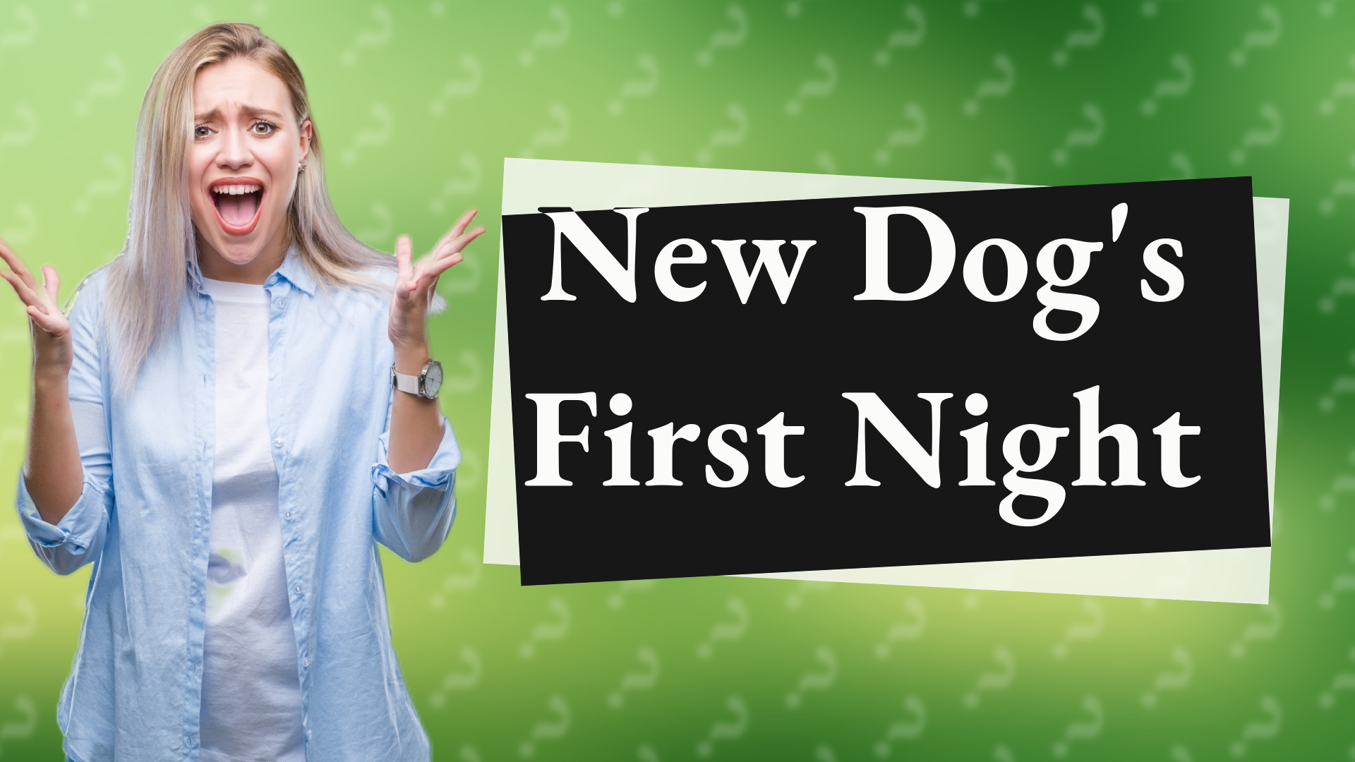 New Dog's First Night