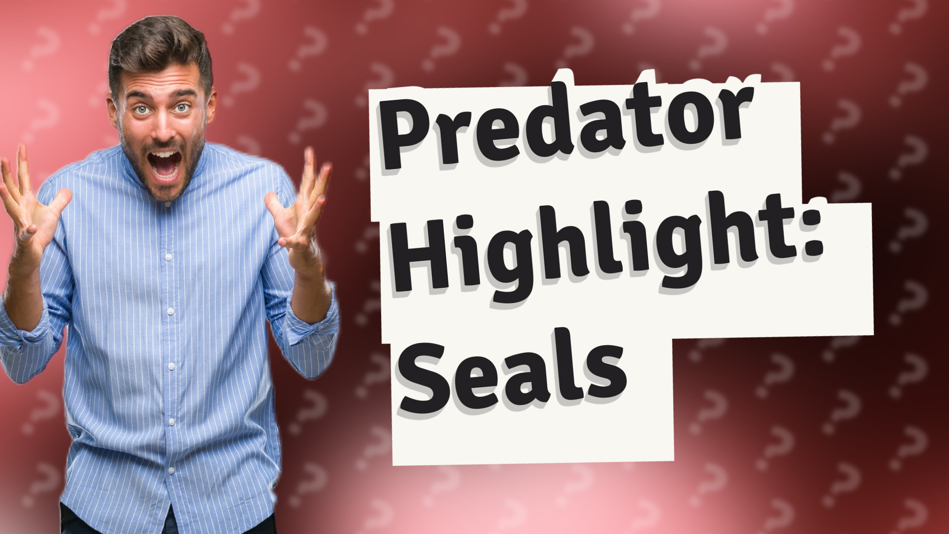 Predator Highlight: Seals