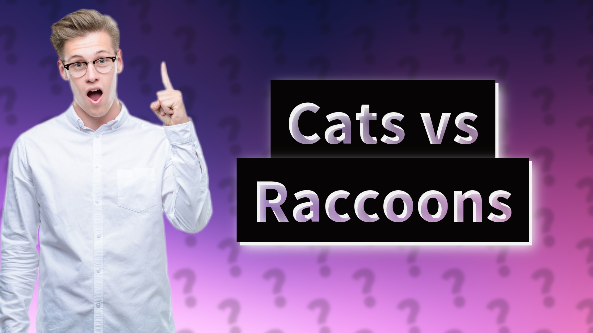 Cats vs Raccoons