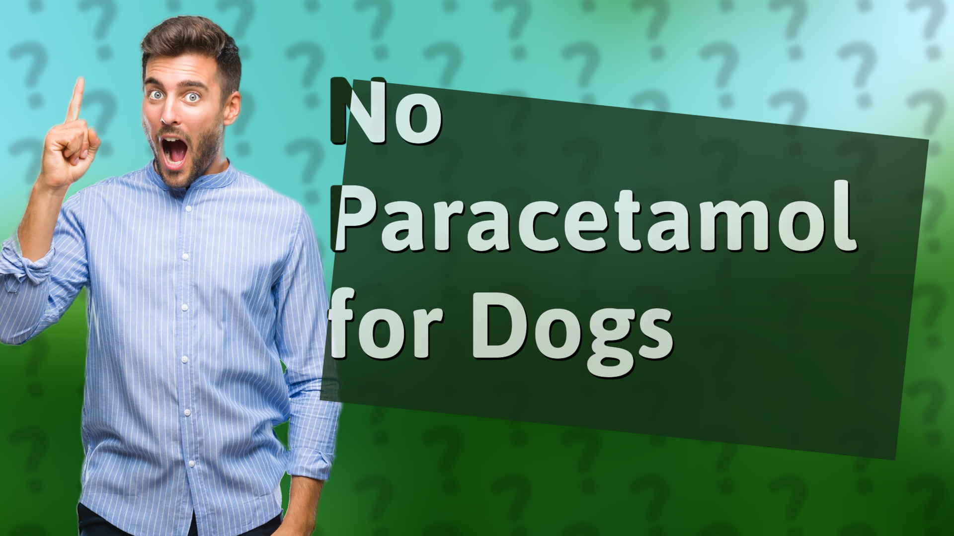 No Paracetamol for Dogs