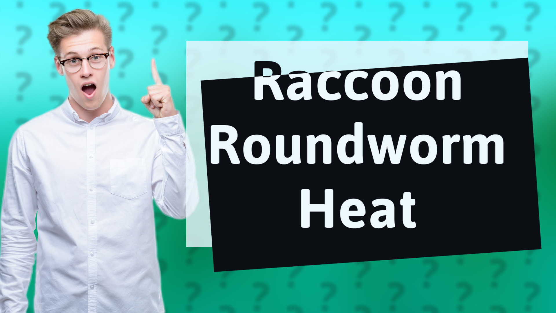 Raccoon Roundworm Heat