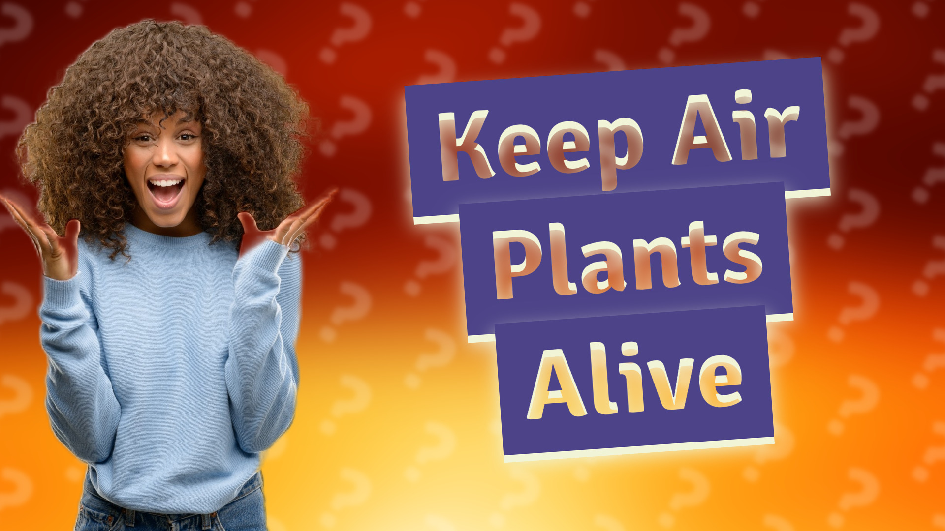 Keep Air Plants Alive