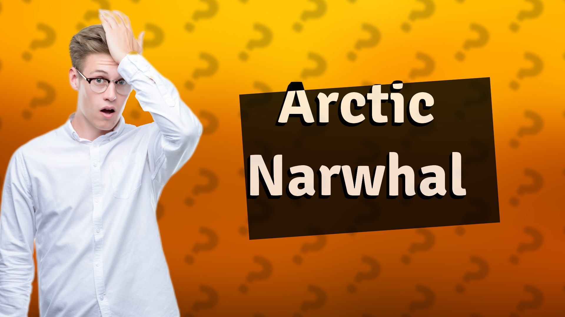 Arctic Narwhal