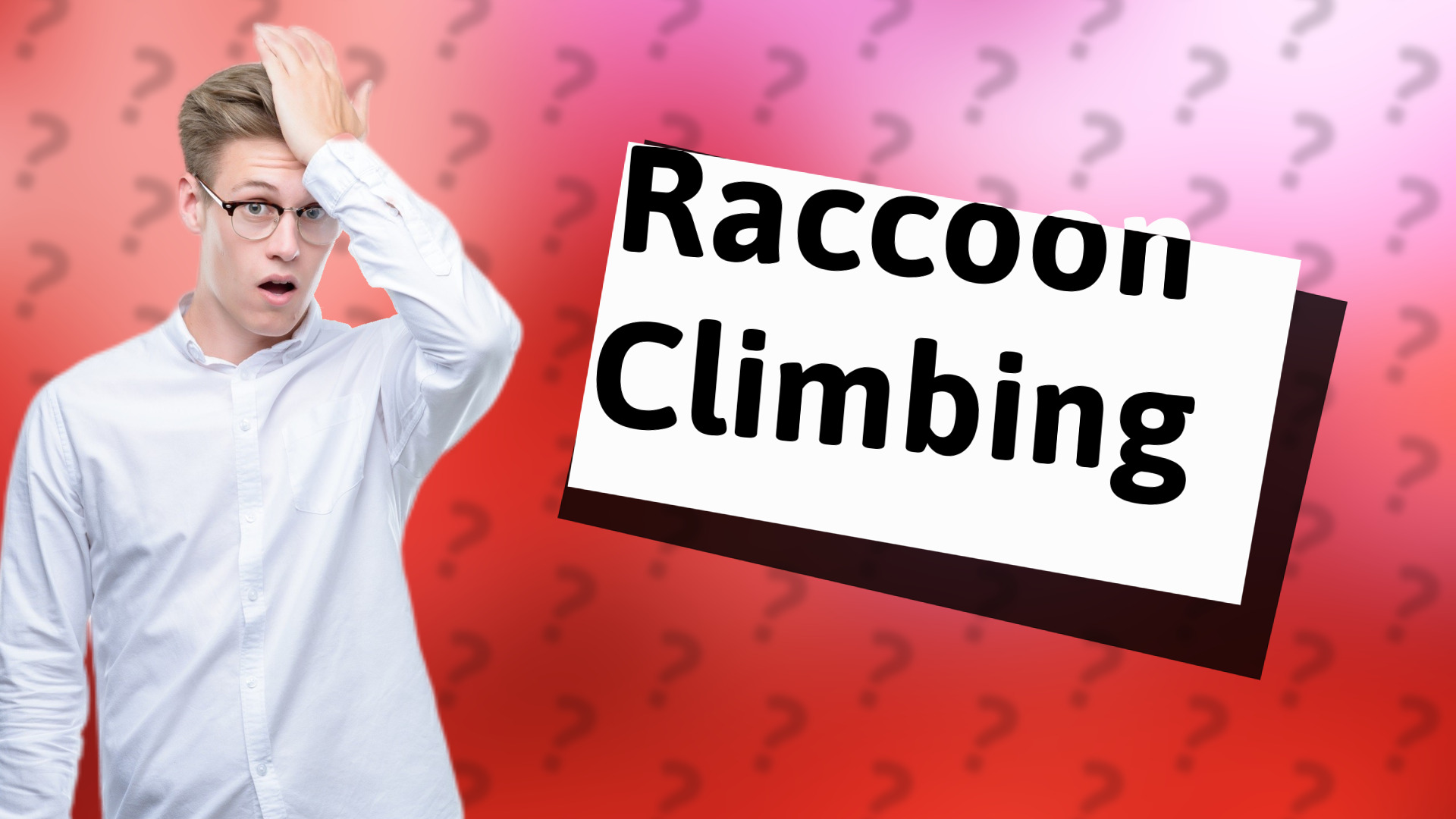 Raccoon Climbing