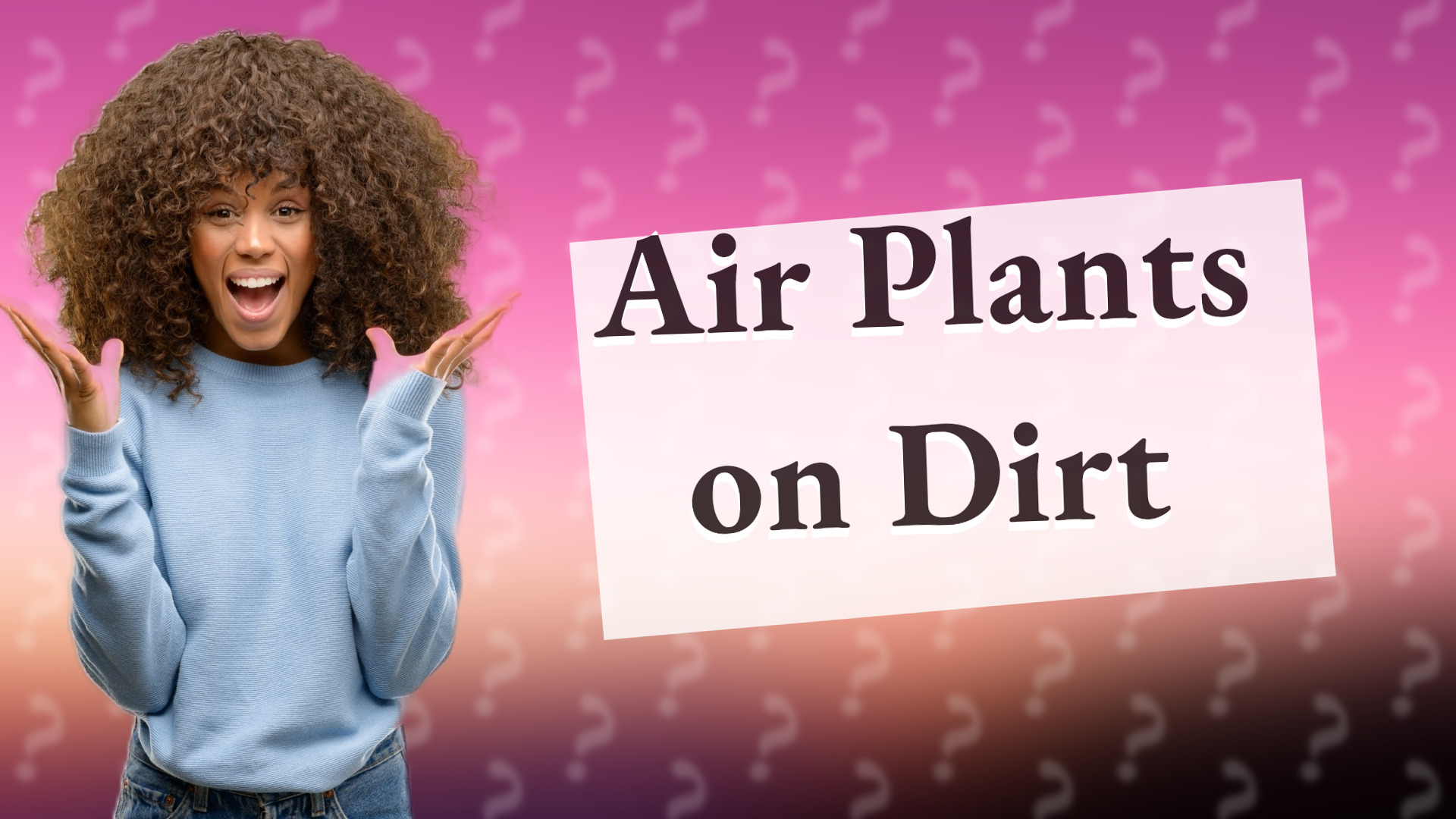 Air Plants on Dirt