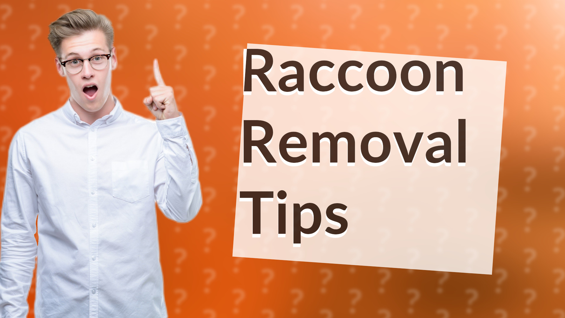 Raccoon Removal Tips