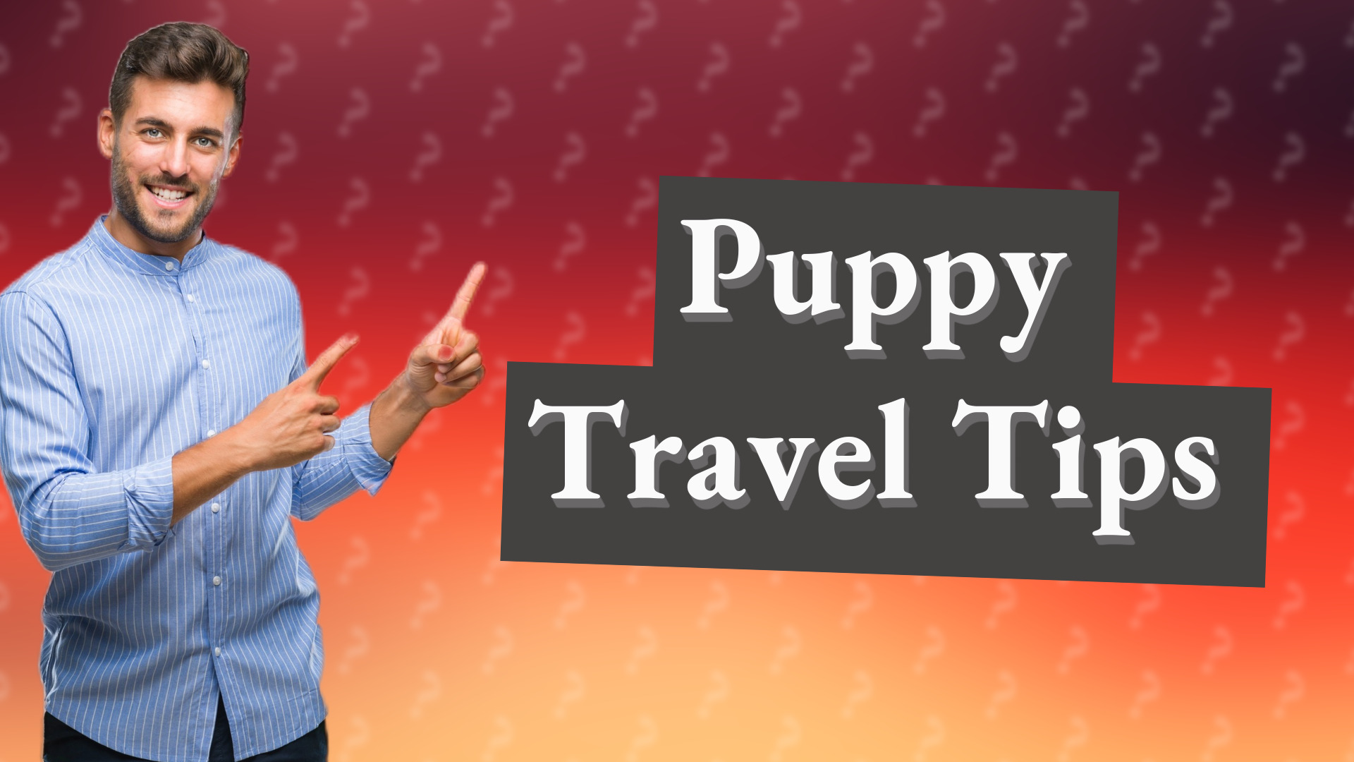 Puppy Travel Tips