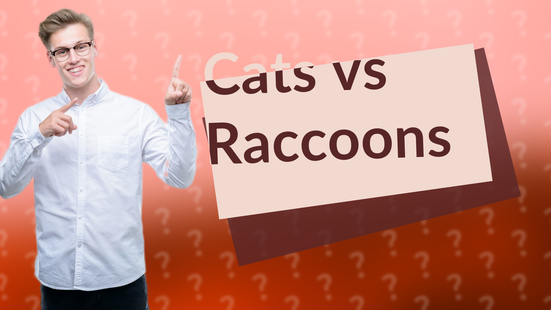 Cats vs Raccoons