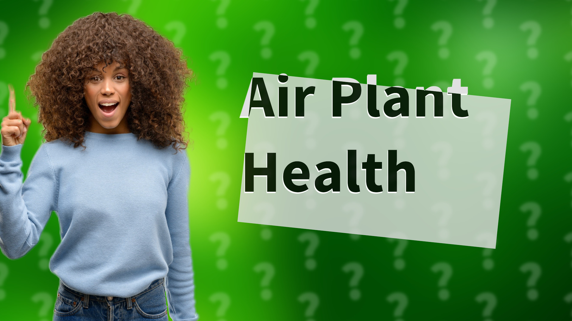 Air Plant Health