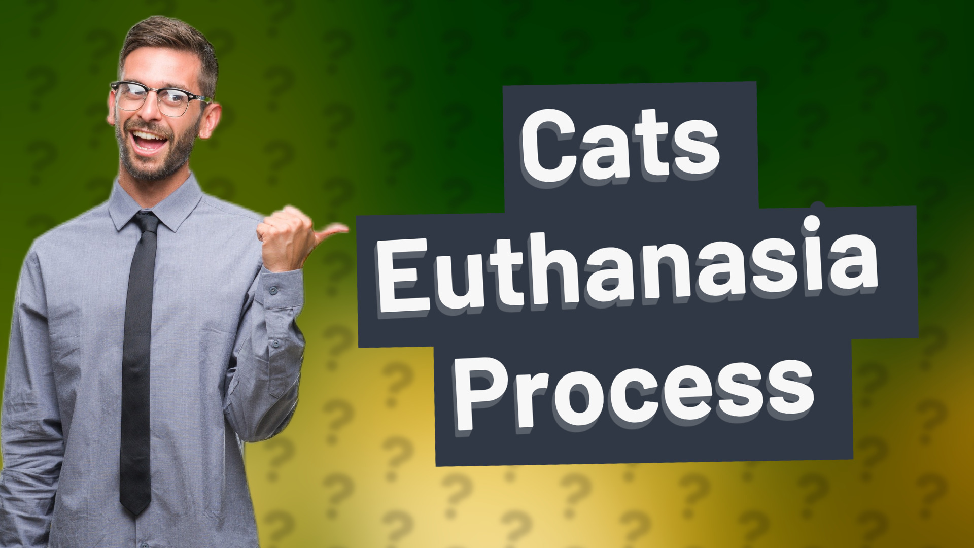 Cats Euthanasia Process