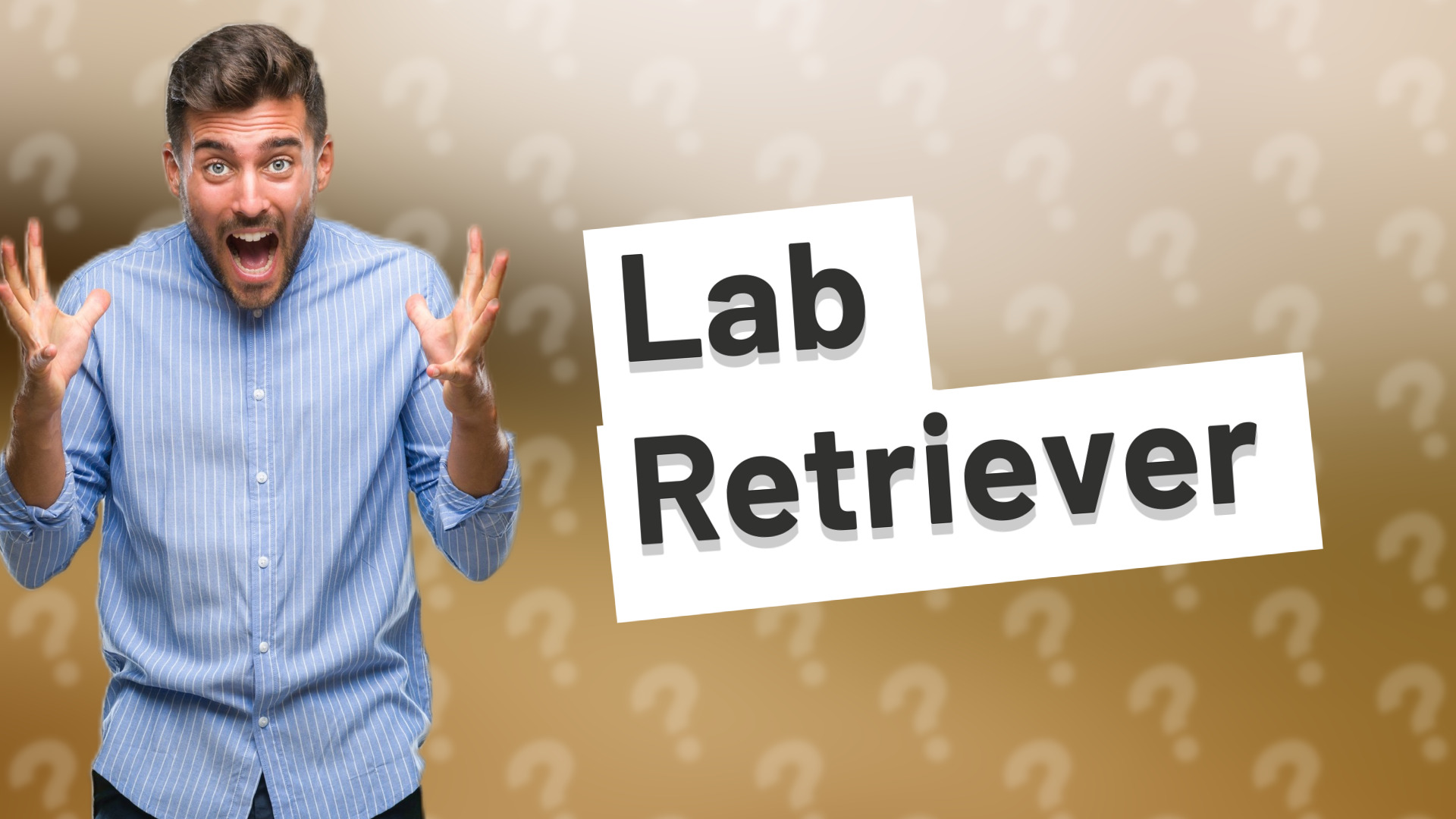 Lab Retriever