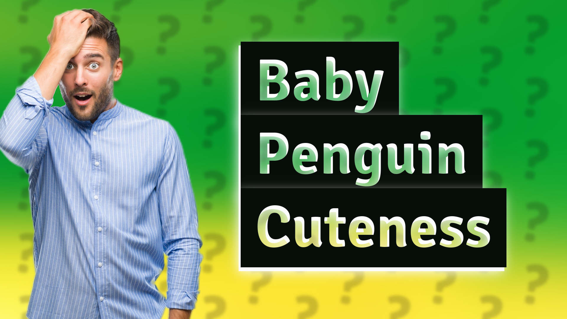 Baby Penguin Cuteness