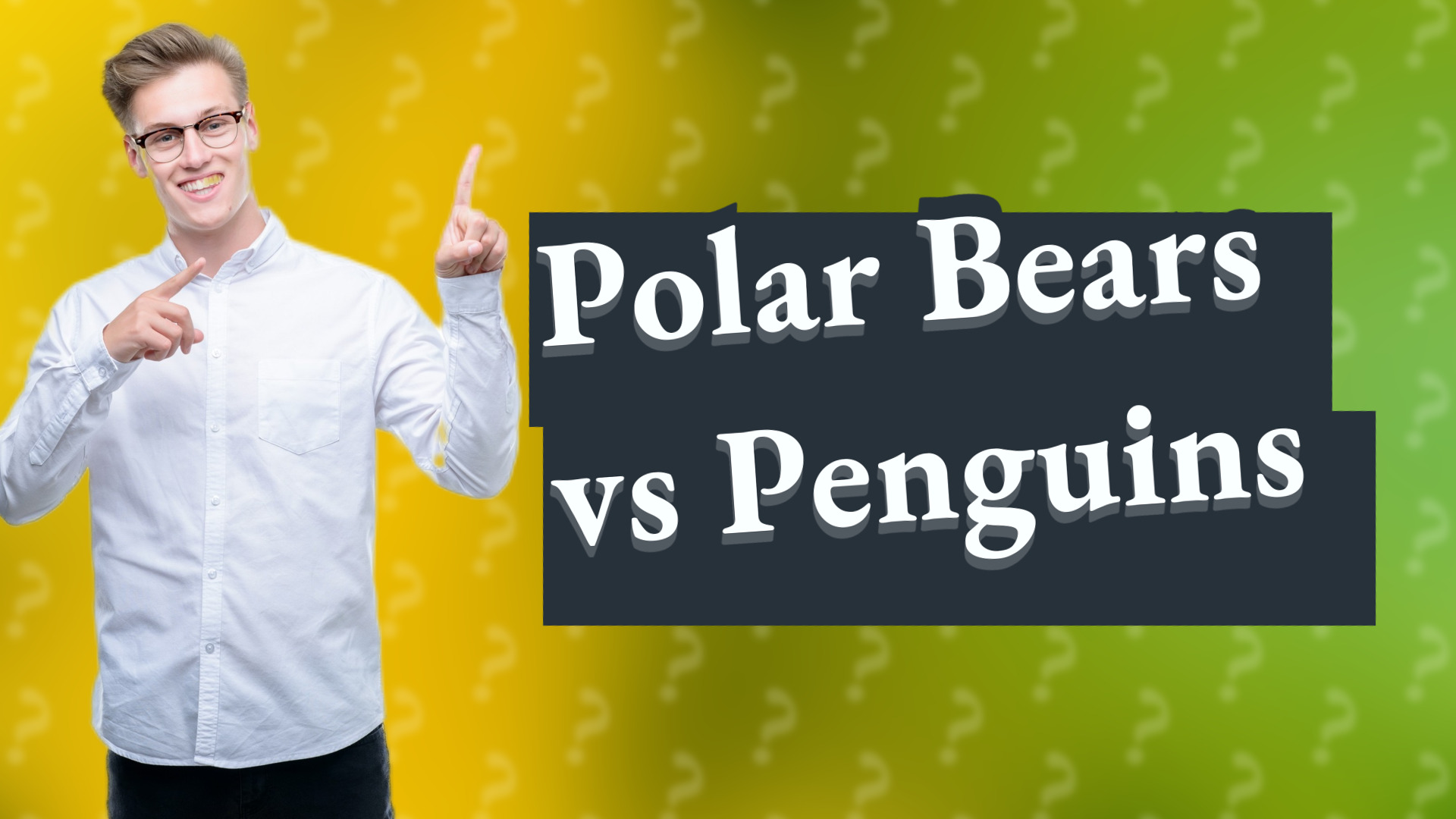 Polar Bears vs Penguins