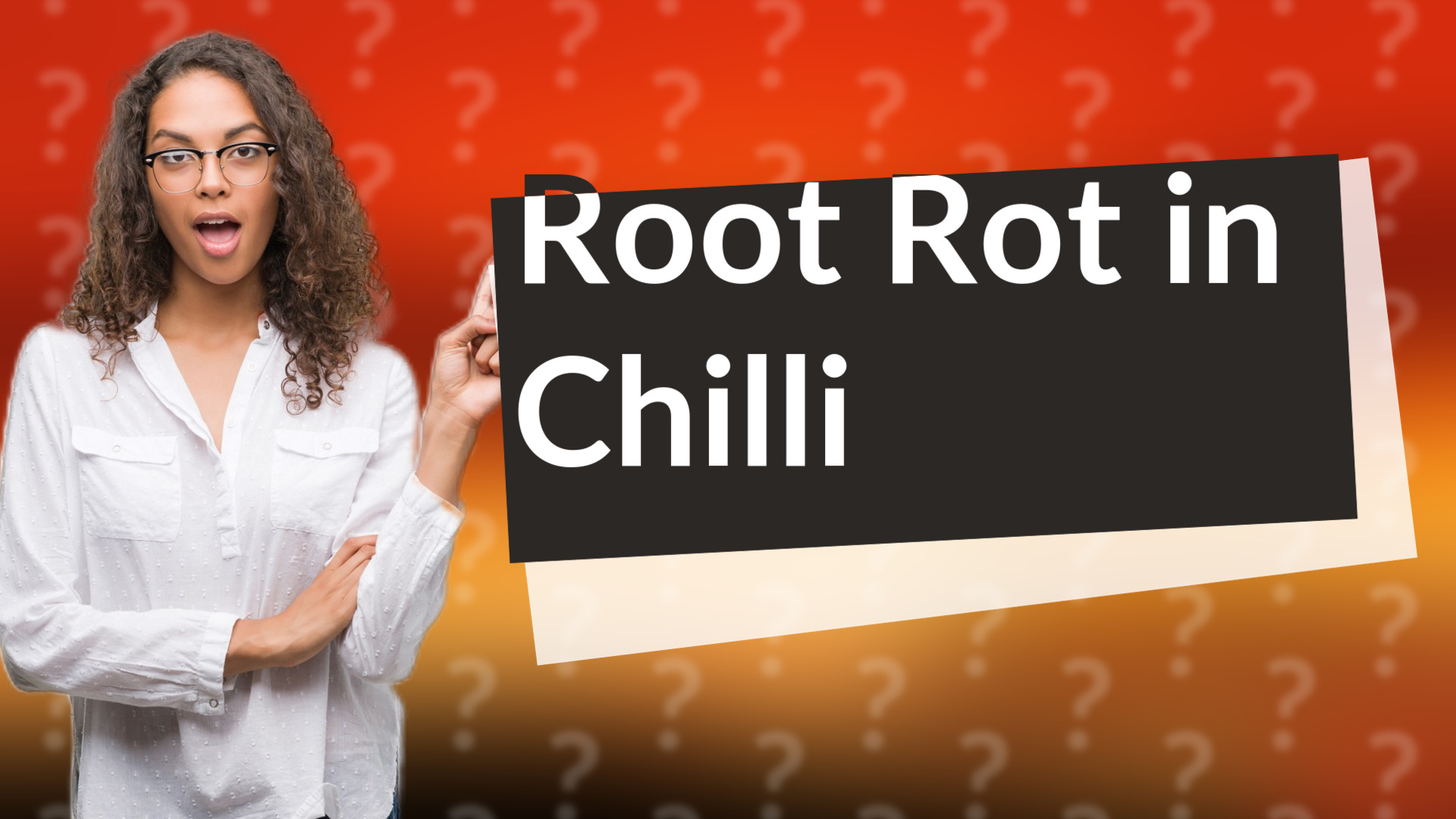 Root Rot in Chilli