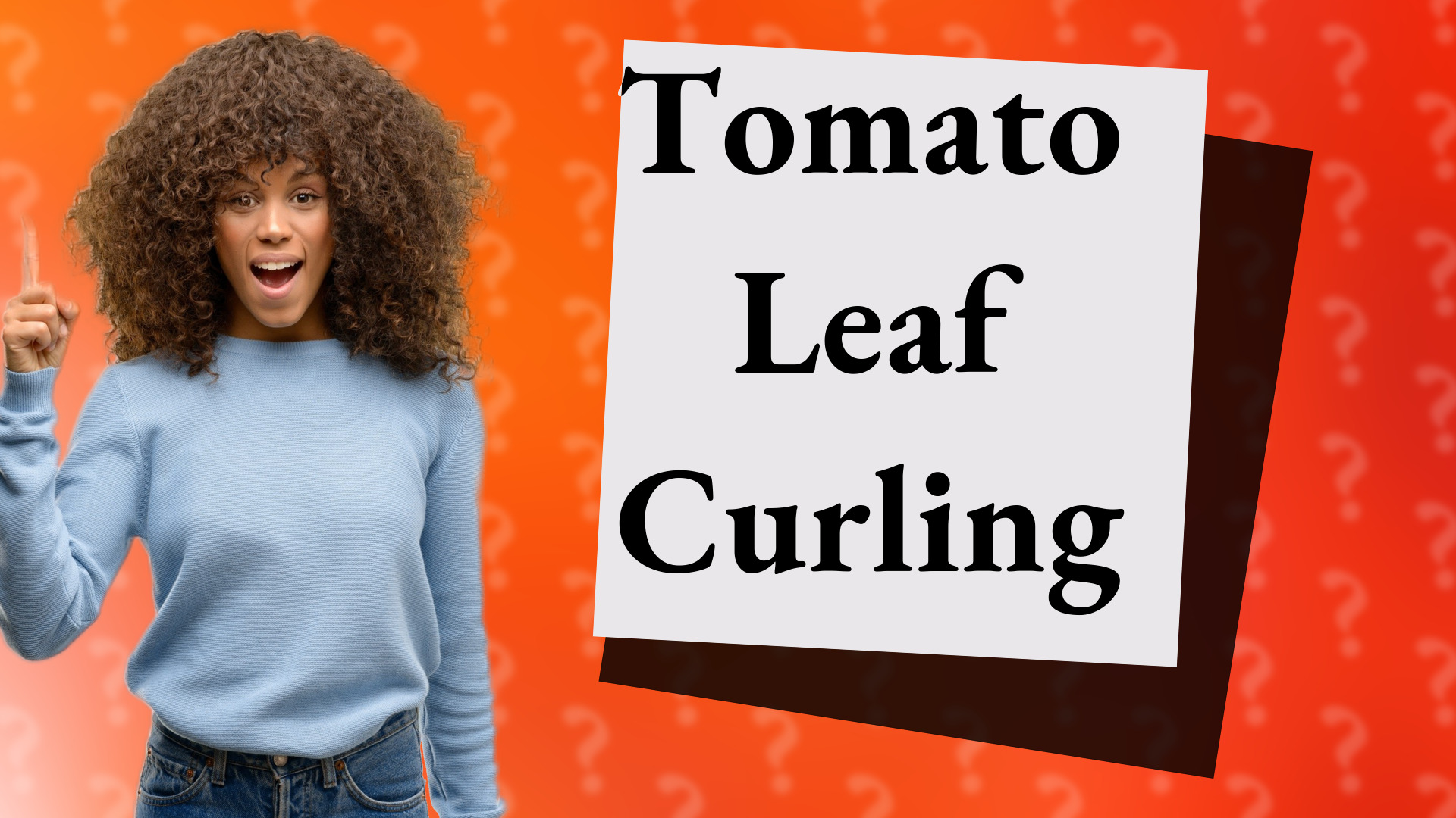 Tomato Leaf Curling