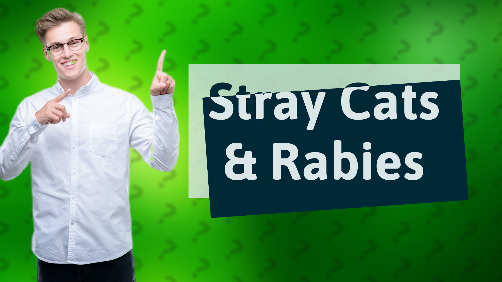 Stray Cats & Rabies