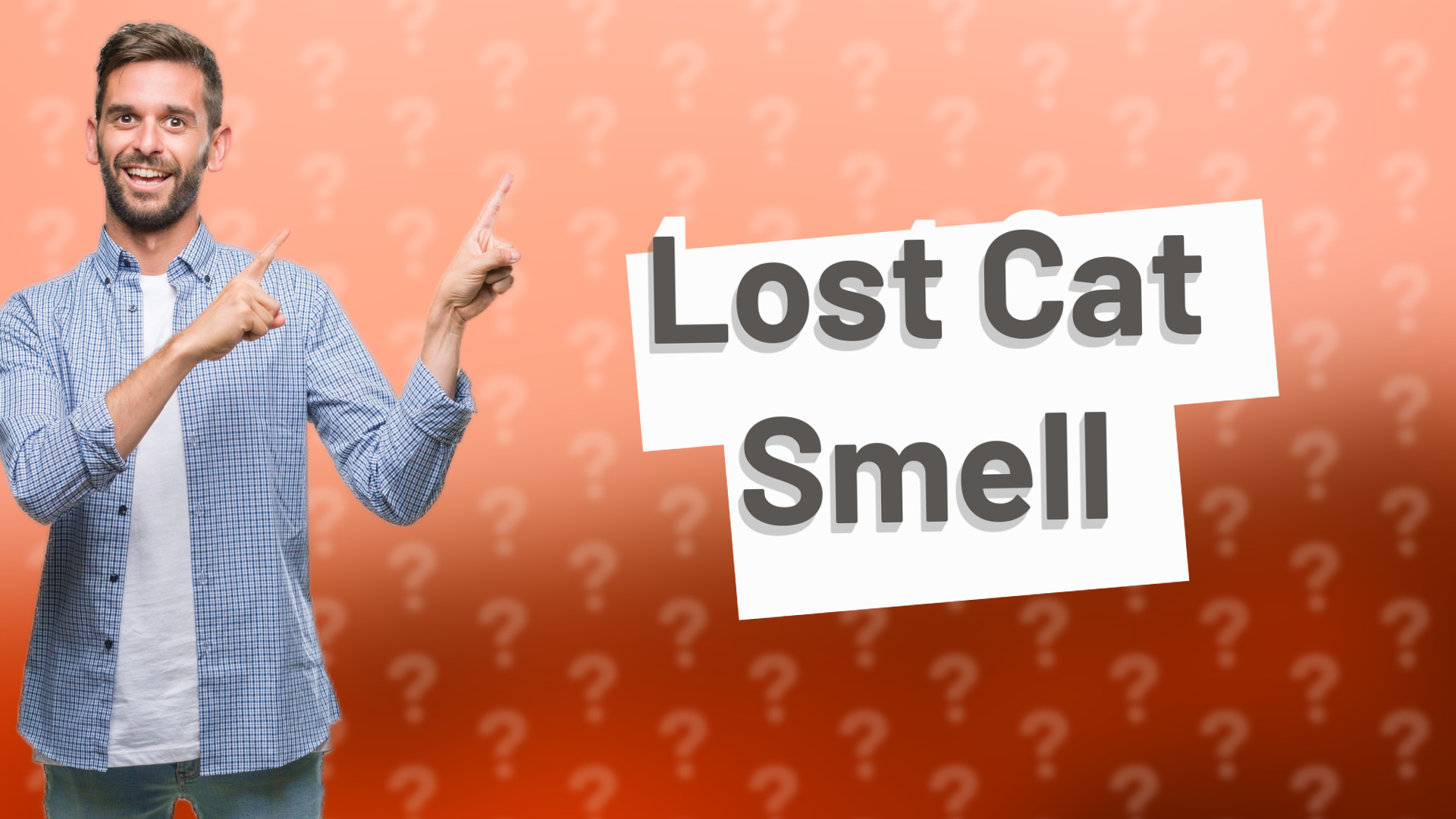 Lost Cat Smell