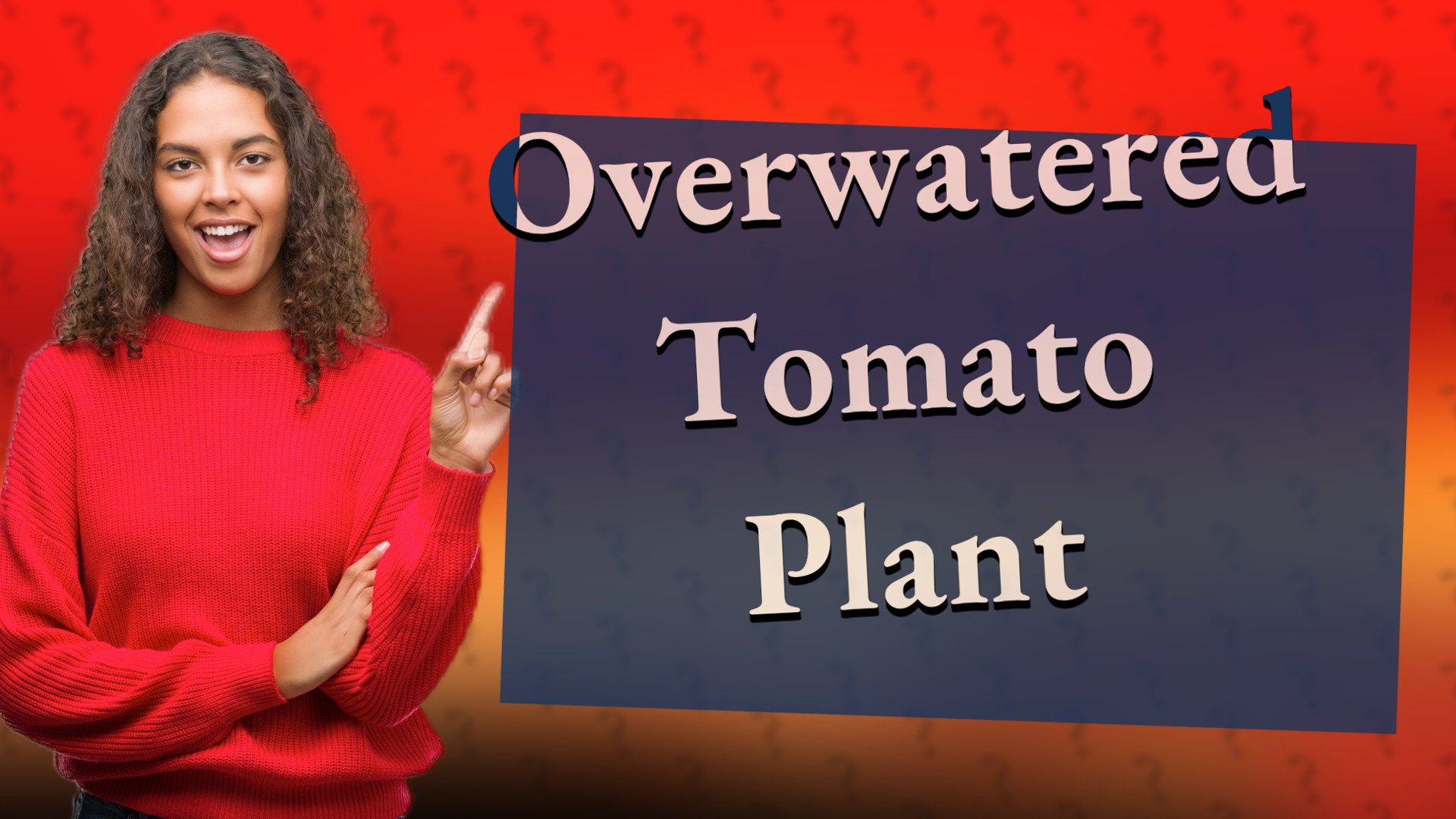 Overwatered Tomato Plant
